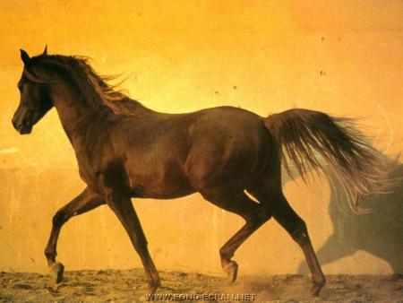 mon 2eme animale prefere