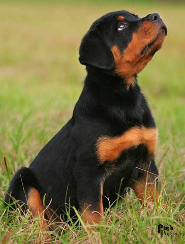 mon chien prefere